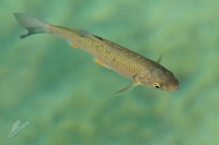 Jelec tloust - Squalius cephalus - European Chub 5321